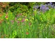 Kolorowa niczym łąka kompozycja niebieskich i żółtych irysów, różowych pierwiosnków i azalii 