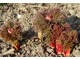 Paeonia tenuifolia - piwonia delikatna, niesamowicie wygląda gdy wychodzi z ziemi, fot. Łucja Badarycz
