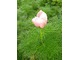 Odmiana o kwiatach bladoróżowych (Paeonia tenuifolia "Rosea") wygląda nieciekawie w porównaniu z czerwoną, fot. Danuta Młoźniak