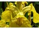 Iris pseudoacorus, fot. Danuta Młoźniak