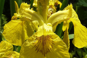 Iris pseudoacorus, fot. Danuta Młoźniak