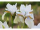 Iris sanquinea "Albiflora", fot. Danuta Młoźniak