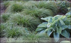 Carex alba (turzyca biała)