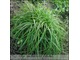 Carex caryophyllea 'The Beatles' (turzyca wiosenna)