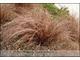 Carex comans (turzyca włosista)