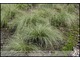Carex comans 'Frosted Curls' (turzyca włosista)