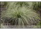 Carex comans 'Frosted Curls' (turzyca włosista)