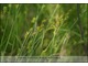 Carex echinata (turzyca gwiazdkowata)