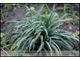 Carex glaucodea