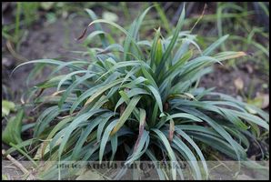 Carex glaucodea