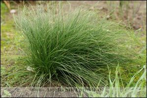 Carex humilis (turzyca niska)