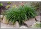 Carex morrowii 'Green Dance' (turzyca japońska)