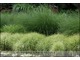 Carex muskingumensis 'Ice Fountains' (turzyca palmowa)