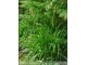 Carex pendula (turzyca zwisła)