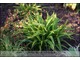 Carex plantaginea (turzyca szerokolistna)