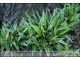 Carex siderosticha 'Variegata' (turzyca rzędowa)