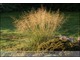 Eragrostis airoides