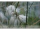 Eriophorum angustifolium (wełnianka wąskolistna)