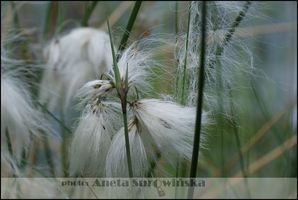 Eriophorum angustifolium (wełnianka wąskolistna)