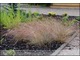 Festuca amethystina (kostrzewa ametystowa)