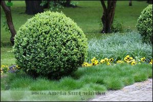 Festuca scoparia 'Pic Carlit' (kostrzewa niedźwiedzie futro)