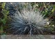 Festuca glauca 'Elijah Blue' (kostrzewa sina)