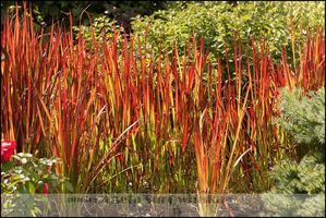 Imperata cylindrica 'Red Baron'