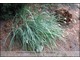 Sesleria nitida (sesleria lśniąca)
