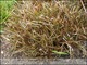 Carex berggrenii