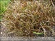 Carex berggrenii