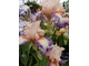 Iris "Folie Douce"