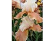 Iris "English Charm"