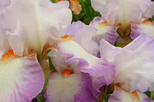 Iris "Ravissant"