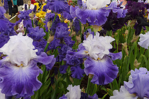 Iris "Planeur"