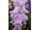 Iris "Mary Frances"