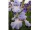 Iris "Princesse Caroline de Monaco"