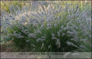 Pennisetum alopecuroides (piórkówka japońska)