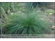 Festuca ovina (kostrzewa owcza)