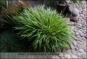 Hakonechloa macra