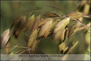 Chasmanthium latifolium (obiedka szerokolistna)