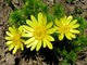 Adonis vernalis - złoty kwiat wiosny
