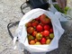 Zbiór smacznych ekologicznych pomidorów