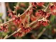 Hamamelis intermedia "Diane"