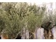 Stare drzewa oliwne
