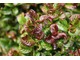 Leucothoe axillaris "Curly Red"