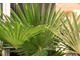 Trachycarpus wagnerianus - mrozoodporna palma ( do minus 18 stopni C)