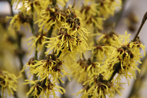 Hamamelis intermedia "Arnold Promise"