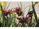 Szachownica kostkowata (Fritillaria meleagris)