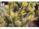 Pinus cembra "Aurea"