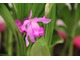 Bletilla striata "Purple" ma piękne liście wyrastające z pseudobulw i efektowne różowe kwiaty